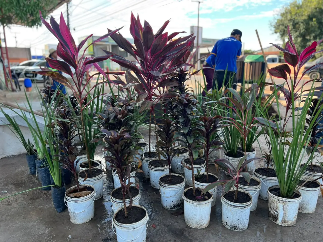 Plantio começa no primeiro Pocket Park de Porto Velho